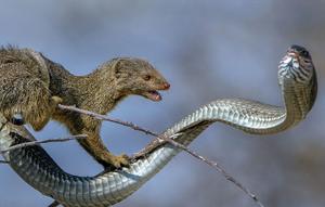 شکار مار به دست موش صحرایی/تصاویر