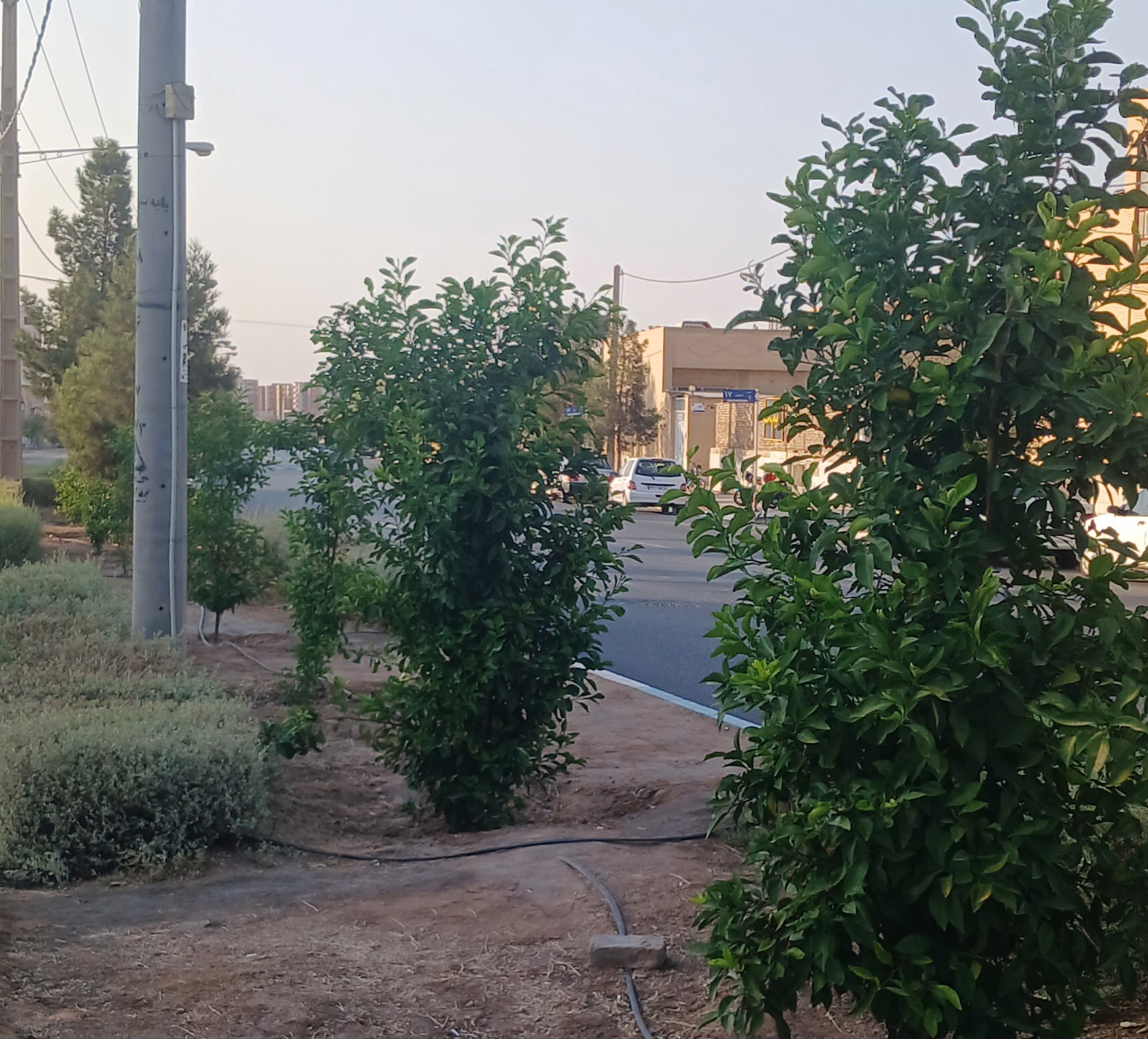 یزد در انتظار طراوت؛ به شادی نارنج ها لبخند بزنیم